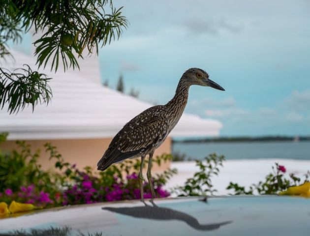 The image shows a bird standing on the hood of a car near a tropical, waterfront environment, with flowering plants and a clear sky in the background.