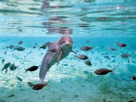 A shark swimming with a school of small fish underwater, clear blue water and sunlight filtering down.