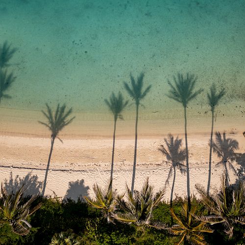 An aerial view of a beach with clear, turquoise water, casting long shadows of palm trees onto the sandy shore, creating a serene tropical scene.