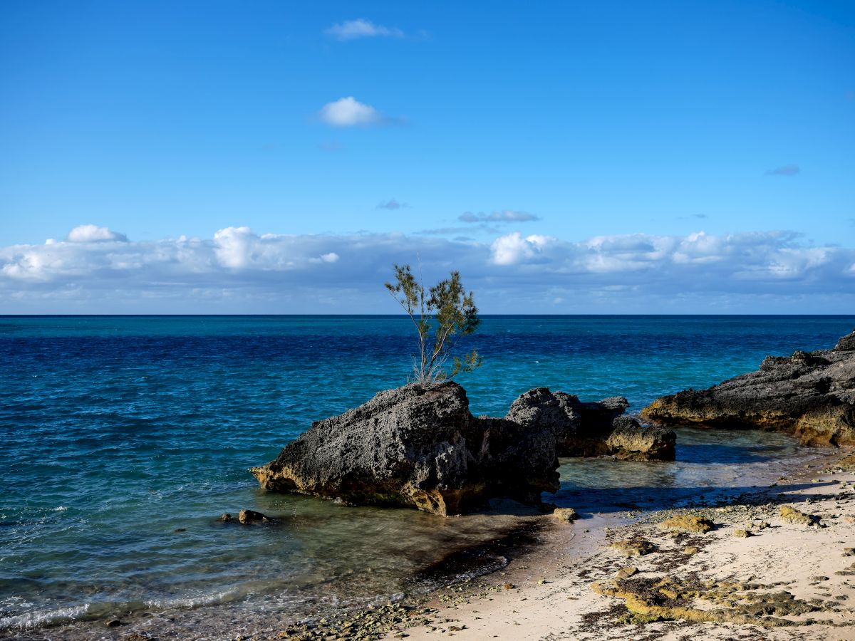 The image shows a serene beach with clear blue water, rocky formations, and a small tree growing from one of the rocks under a bright blue sky.