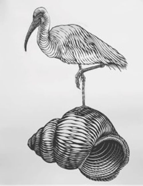 A black and white illustration of a bird standing on one leg atop a large seashell, with detailed linework.