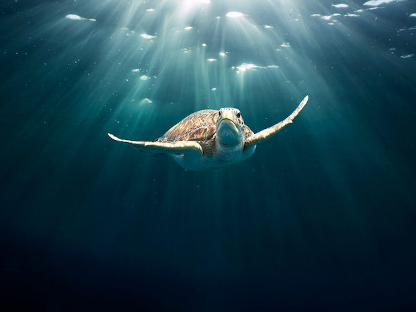 A sea turtle swims gracefully underwater, with sunlight beams filtering through the water, creating a serene and captivating scene.