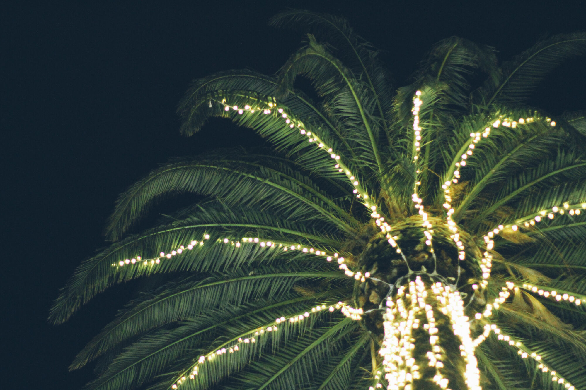 A palm tree decorated with white string lights glowing against a dark night sky.