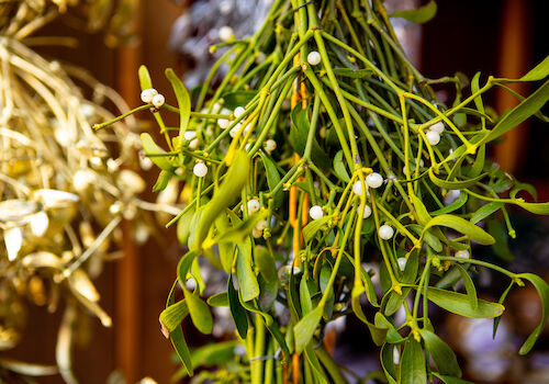 The image shows a bunch of mistletoe with green leaves and white berries, commonly associated with holiday traditions.