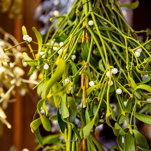 The image shows a bunch of mistletoe with green leaves and white berries, commonly associated with holiday traditions.