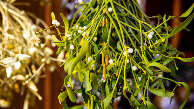 The image shows a bunch of mistletoe with green leaves and white berries, commonly associated with holiday traditions.