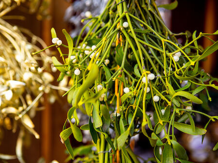 A cluster of mistletoe with green leaves and white berries is hanging, often used as a holiday decoration.