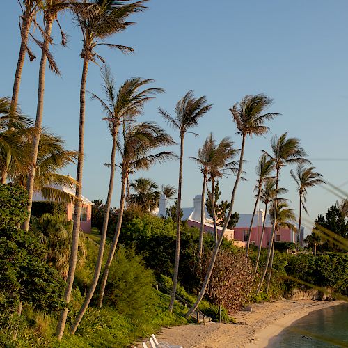 A serene beach scene with palm trees, lounge chairs, and a boat by the shore under a clear blue sky, showing green foliage and a tranquil coastline.